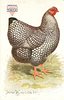 Image 3 - SILVER WYANDOTTE HEN