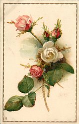 one white & four pink roses