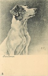 FOX-TERRIER