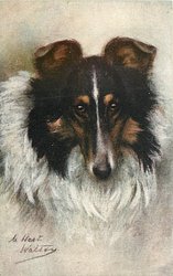 THE COLLIE