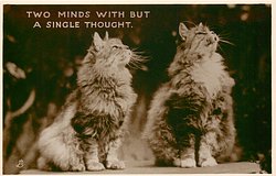 TWO MINDS WITH BUT A SINGLE THOUGHT