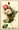 Image 1 - one white & one red rose, one bud