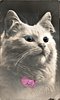 Image 1 - cat pink bow looking right/up