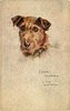 Image 2 - IRISH TERRIER