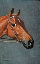 light brown facing right, blue and white headband