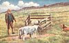 Image 1 - SHEEP - DOG TRIALS